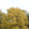 Fraxinus excelsior 'Jaspidea' automne